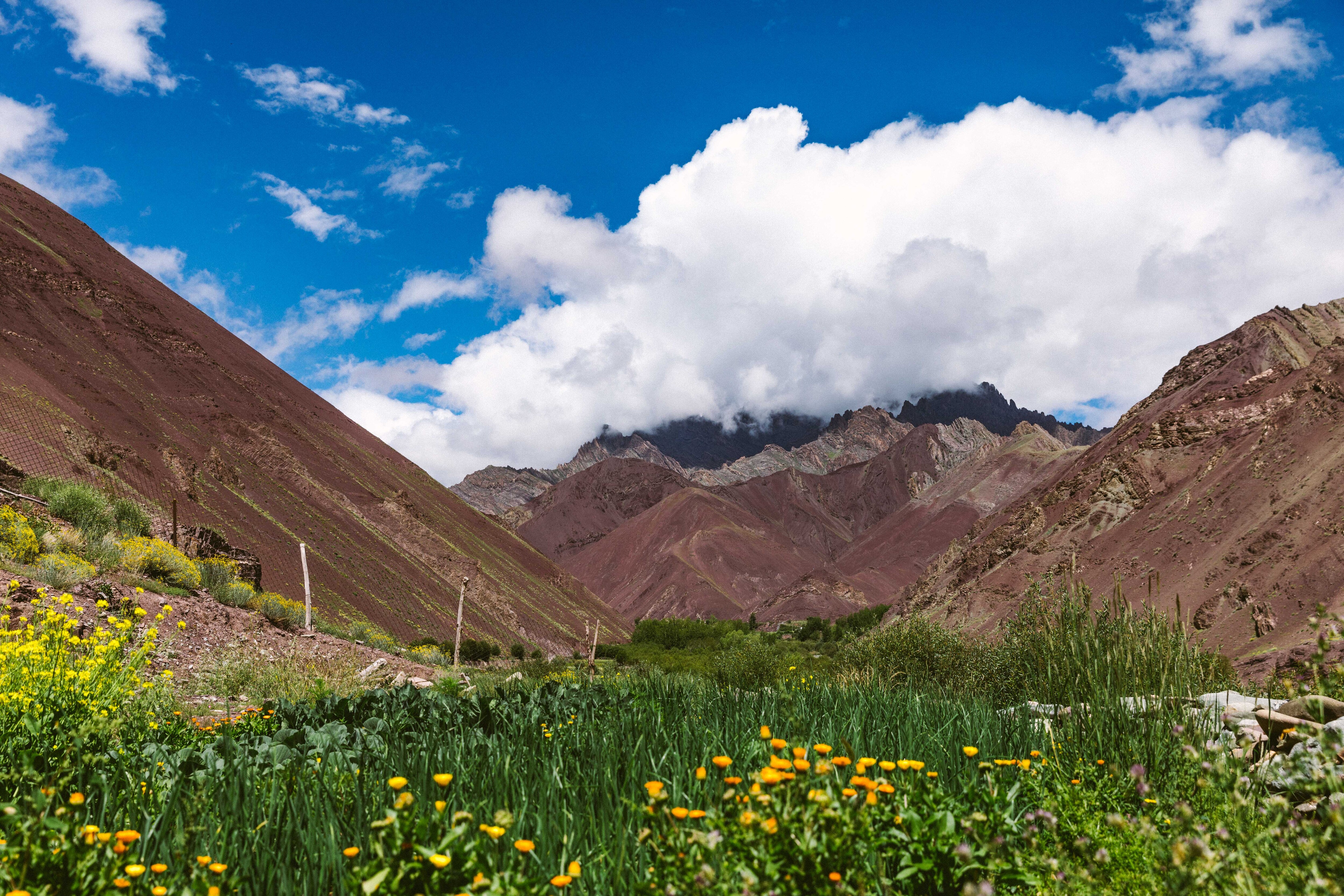 Foraging For Flavours In Ladakh