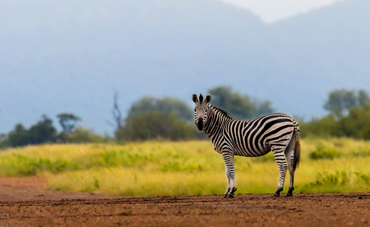 Latest and Breaking News on NDTV Latest and Breaking News on NDTV