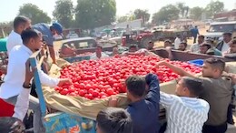 जालोर के सिंदूरी अनार की विदेशों में धूम, 3 महीनों में 1500 करोड़ का व्यापार; मिठास ऐसी कि गल्फ देशों तक बढ़ी मांग
