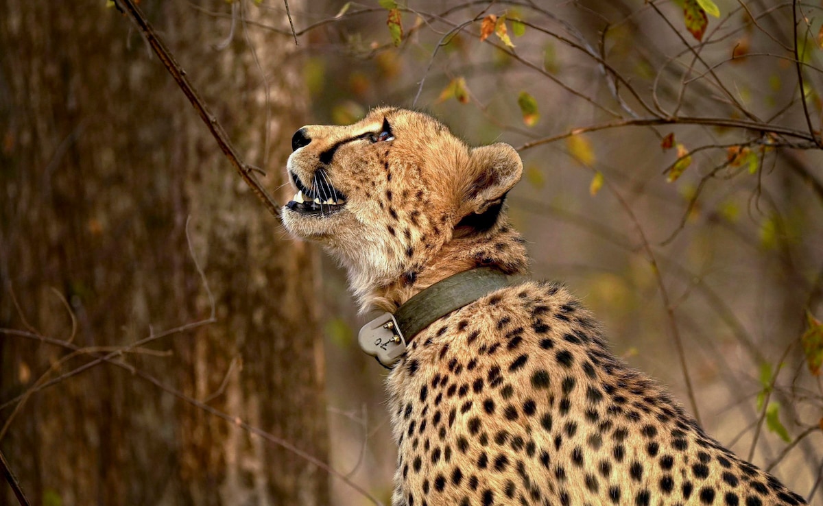 Four Cheetahs From South Africa Land In Bengaluru, Brought To Bannerghatta