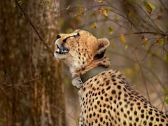 Four Cheetahs From South Africa Land In Bengaluru, Brought To Bannerghatta