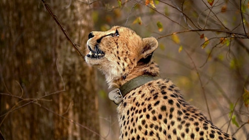 Four Cheetahs From South Africa Land In Bengaluru, Brought To Bannerghatta