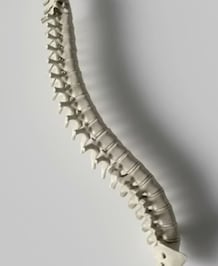 Best Foods To Increase Bone Density