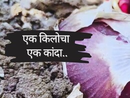Baramati News : बाबो! एक किलोचा एक कांदा; बारामतीचा कांदा पाहायला शेतकऱ्यांची मोठी गर्दी