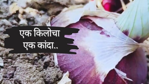 Baramati News : बाबो! एक किलोचा एक कांदा; बारामतीचा कांदा पाहायला शेतकऱ्यांची मोठी गर्दी