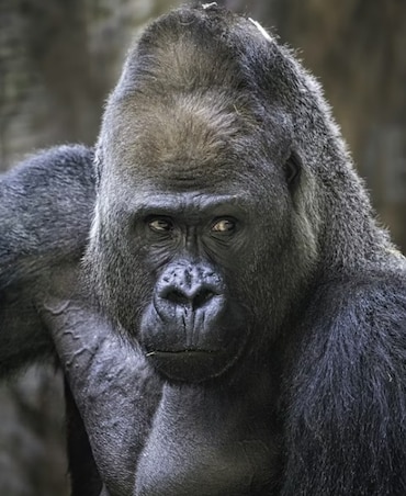 8 Interesting Facts About Gorillas