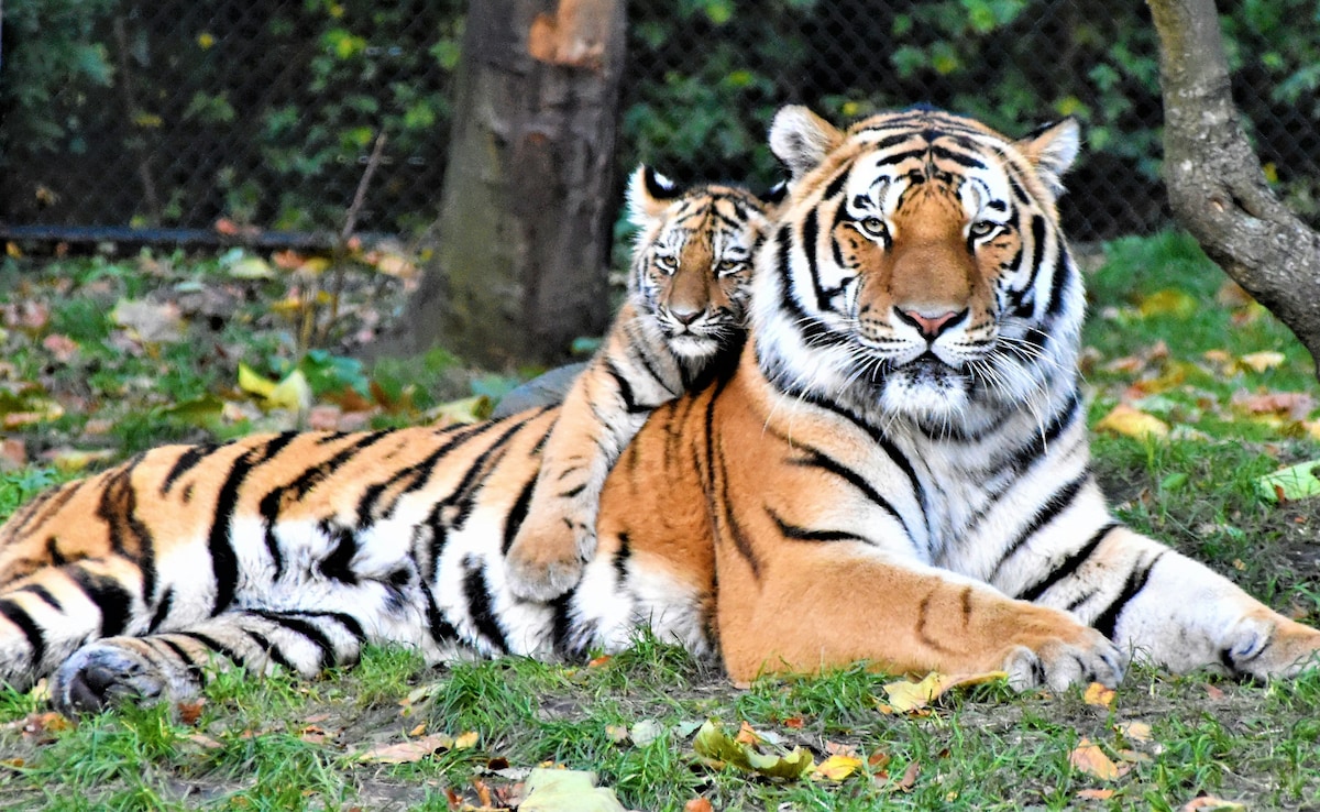 Latest and Breaking News on NDTV Latest and Breaking News on NDTV