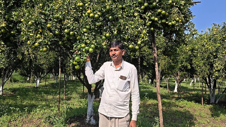 Success Story: रतलाम के किसान बनेसिंह चंद्रावत ने जैविक संतरे से कमाए 27 लाख, जानें कैसे क&zwj;िया कमाल?