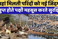 Bikaner के इस जगह पर मिलती है परिंदों को नई जिंदगी | Vulture Conservation Reserve | Top News