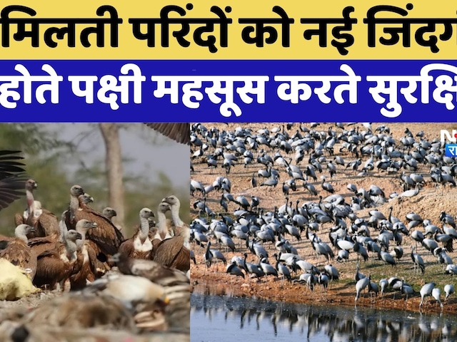 Bikaner के इस जगह पर मिलती है परिंदों को नई जिंदगी | Vulture Conservation Reserve | Top News
