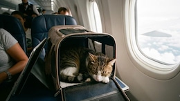 From Dog-Friendly Beaches To Road Trips, How Pets Are Reshaping Travel Plans For Indian Families