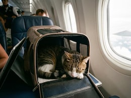 From Dog-Friendly Beaches To Road Trips, How Pets Are Reshaping Travel Plans For Indian Families