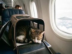 Pets Up To 10 Kg Now Allowed To Travel In Cabin On Air India Flights