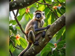 बंदर और लंगूर की आवाज निकालने वालों को नौकरी देगी दिल्ली सरकार, इतने घंटे की होगी शिफ्ट