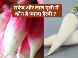 सफेद या लाल कौन सी मूली ज्यादा फायदेमंद? खरीदने से पहले जरूर जान लें ये जरूरी बात