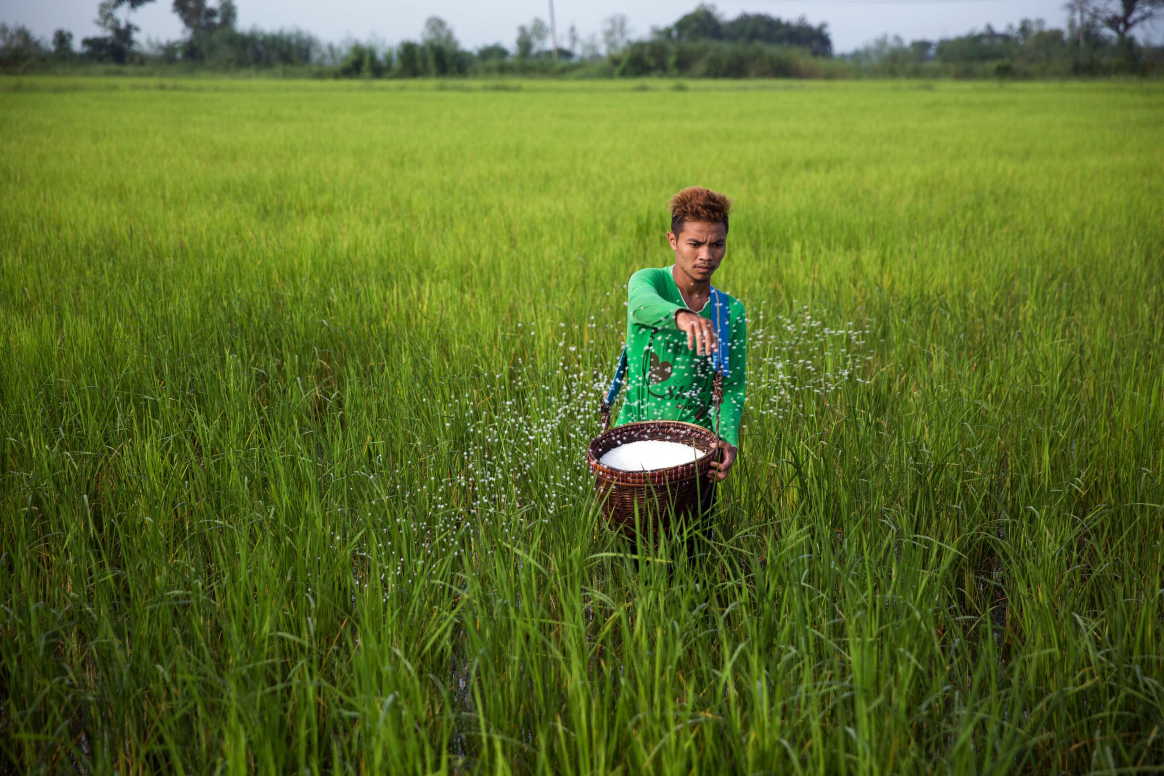Rice Can Feed The World &mdash; Even With Fewer Farmers