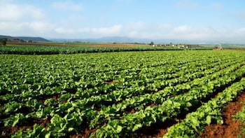 Govt Lowers Foodgrain Production Target By 2.63 mn Tonnes For 2026-27 Over El Nino Fears