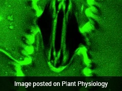 For The First Time, Humans Can Watch How Plants 'Breathe', Here's Why This Breakthrough Matters