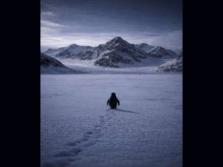 Penguin Viral Video: वायरल 'पेंगुइन वीडियो' का क्या है सच! क्यों चल पड़ा अकेला पेंगुइन, वैज्ञानिकों का जवाब