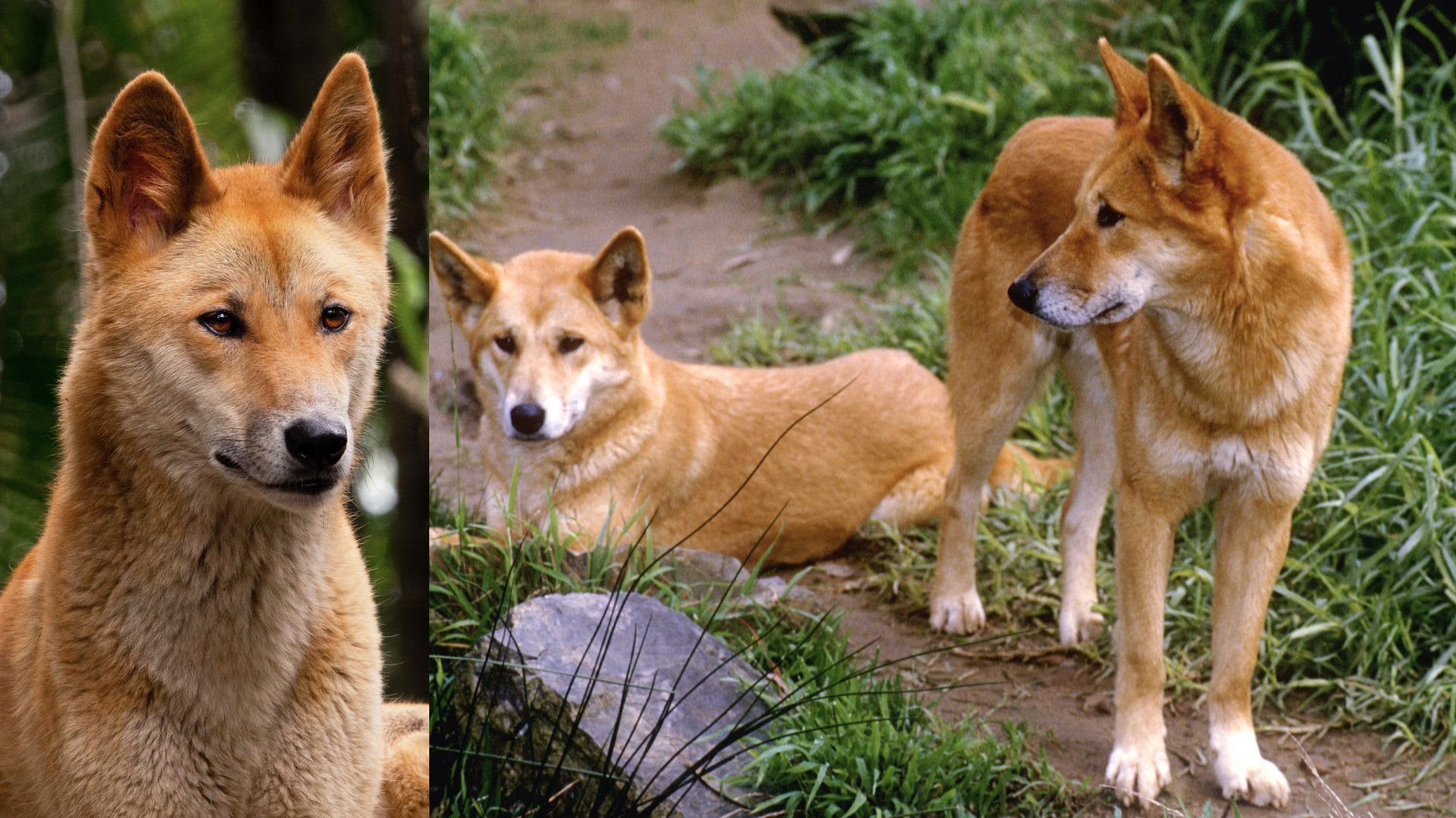ऑस्ट्रेलिया में 10 जंगली कुत्तों के झुंड को क्यों मार रही सरकार? 100 साल में तो खुद हो जाएंगे विलुप्त