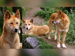 ऑस्ट्रेलिया में 10 जंगली कुत्तों के झुंड को क्यों मार रही सरकार? 100 साल में तो खुद हो जाएंगे विलुप्त