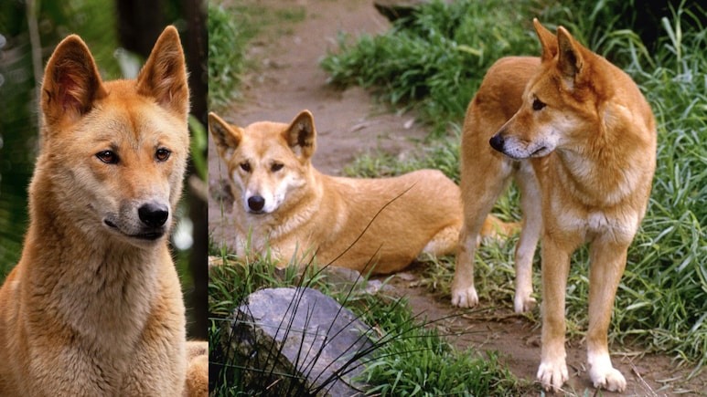 ऑस्ट्रेलिया में 10 जंगली कुत्तों के झुंड को क्यों मार रही सरकार? 100 साल में तो खुद हो जाएंगे विलुप्त
