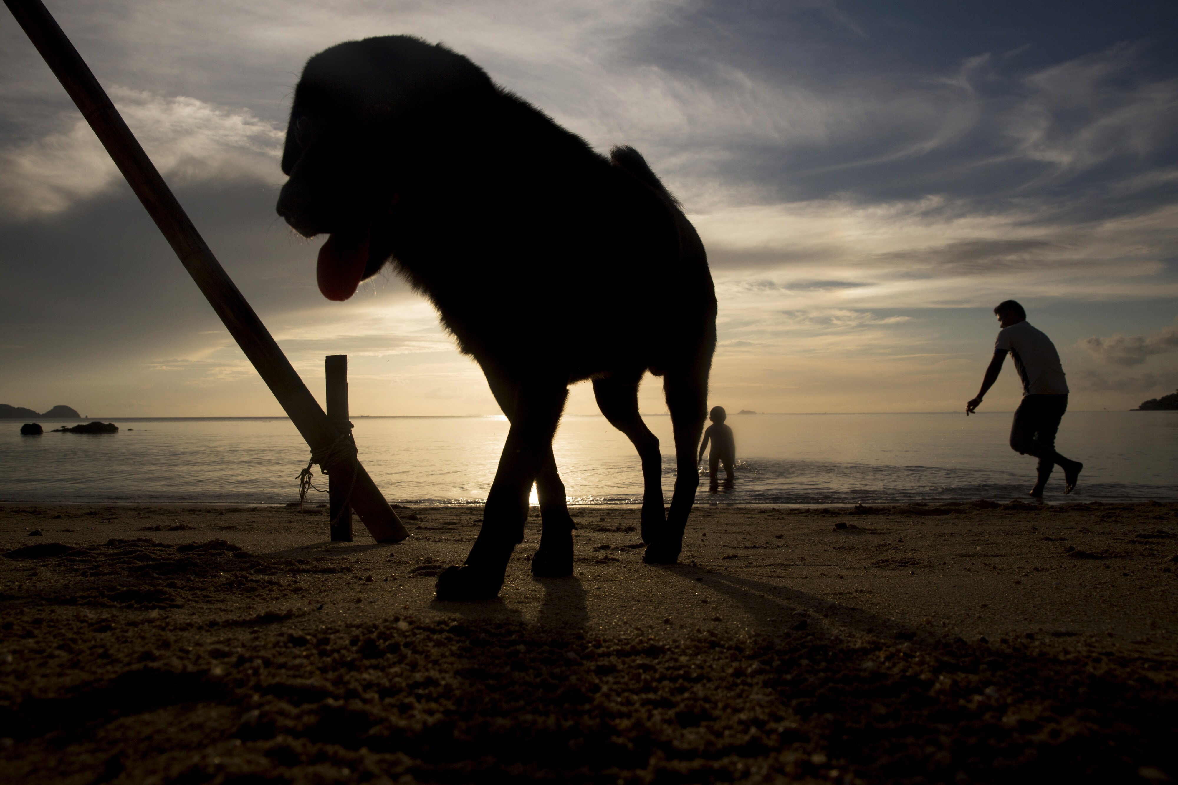Startup Street: Masayoshi Son Loves Dogs
