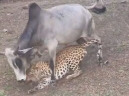 जिंदगी और मौत की 43 सेकंड की जंग! तेंदुए के जबड़े में बैल की गर्दन, कैमरे में कैद लाइव शिकार