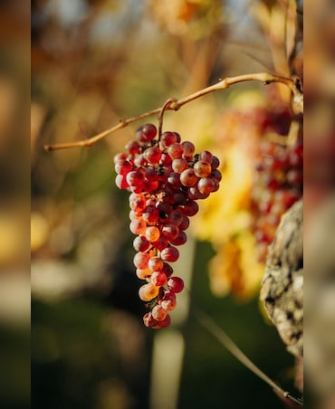 Amazing Health Benefits Of Red Grapes