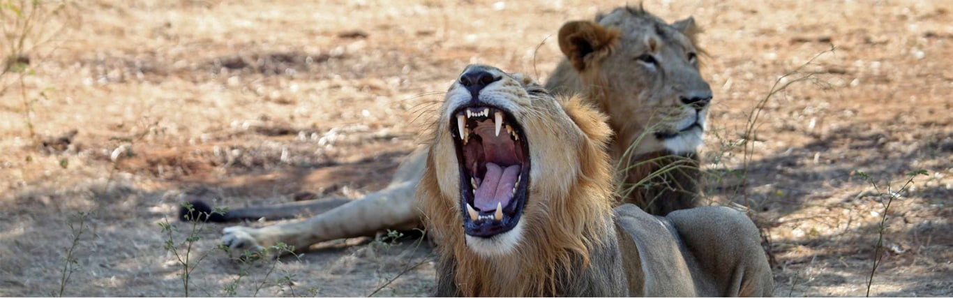 Why The Lion King Should Matter To India&nbsp;
