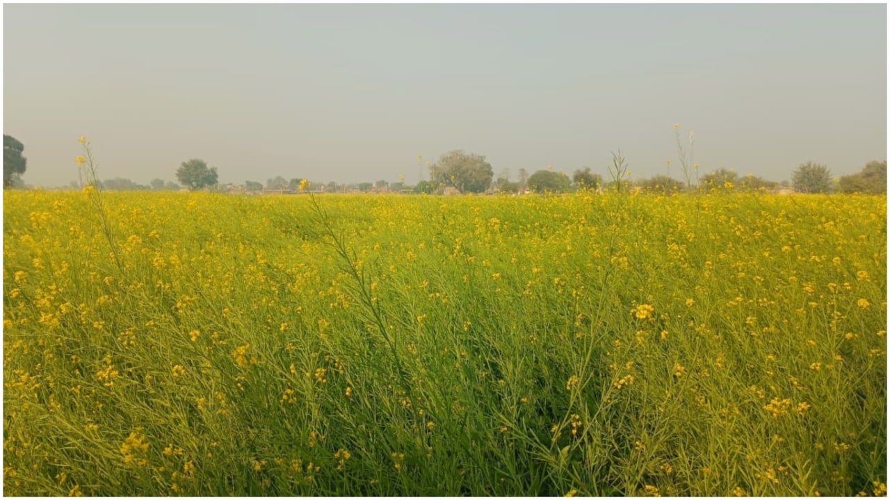 Cabinet To Weigh Rabi Crop MSP Hike; Rs 54,000-Crore Green Corridor On Agenda: Sources