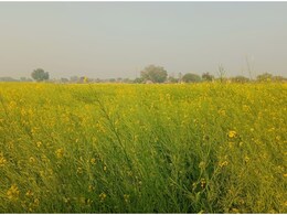 Rajasthan Rain: धौलपुर में मौसम का यू-टर्न, रात भर हुई जोरदार बारिश से पलटी किसानों की किस्मत; लेकिन शहर में बढ़ा संकट!
