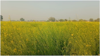 Cabinet Likely To Hike Rabi Crop MSP; Rs 54,000-Crore Green Corridor, LPG Relief On Agenda: Sources