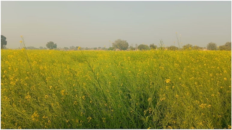 Rajasthan Rain: धौलपुर में मौसम का यू-टर्न, रात भर हुई जोरदार बारिश से पलटी किसानों की किस्मत; लेकिन शहर में बढ़ा संकट!