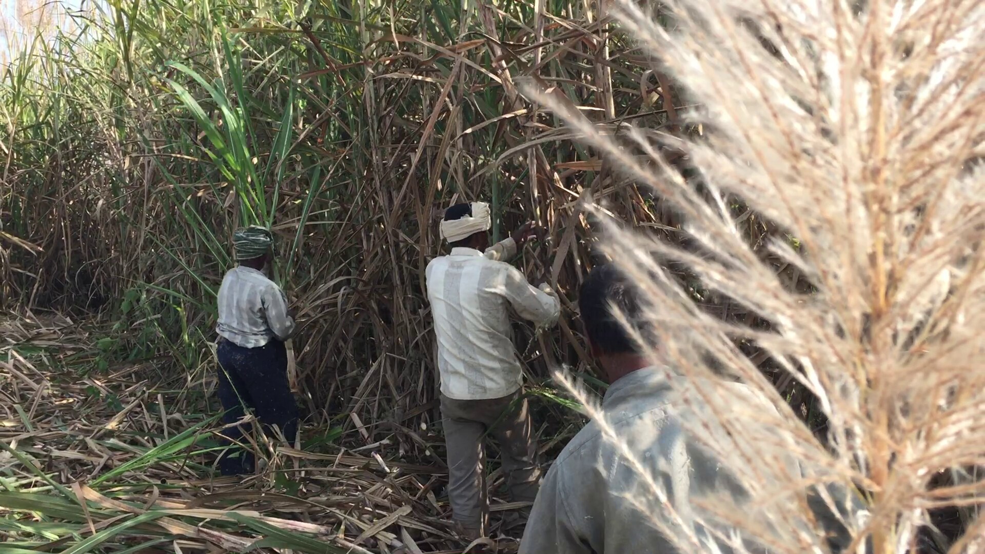 Budget 2019: This Village Shows All That Is Wrong With India&rsquo;s Agriculture