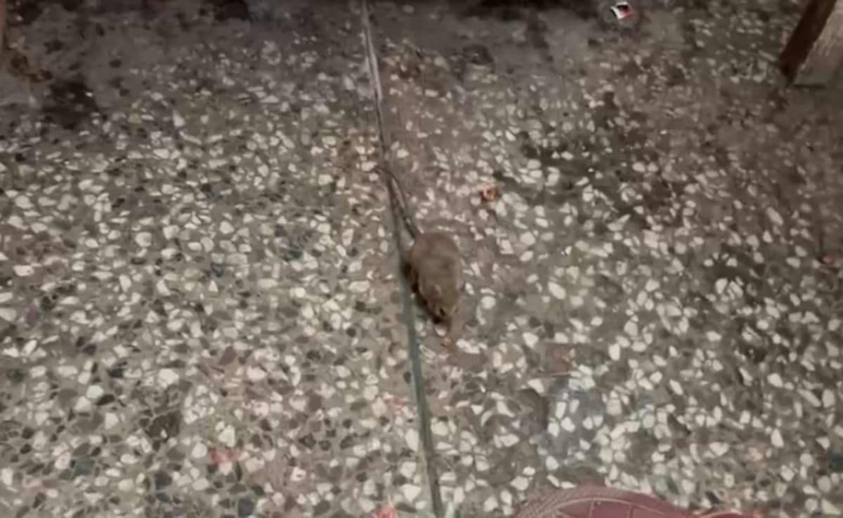 Latest and Breaking News on NDTV