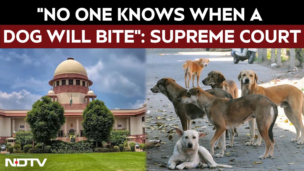 Top Court On Stray Dogs | "Can't Read A Dog's Mind When He Is In A Mood To Bite": Supreme Court