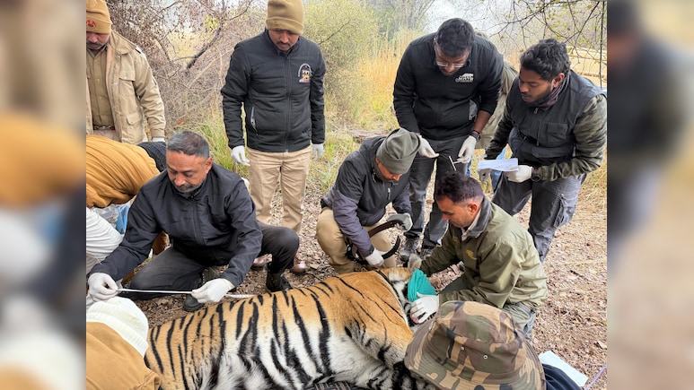 हाड़ौती में फिर गूंजेगी बाघों की दहाड़, रणथंभौर से मुकुंदरा पहुंचा बाघ T‑2408; टाइगर कॉरिडोर सक्रिय