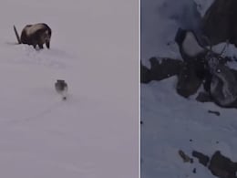 वो गले में दांत गड़ाए था, फिर भी आइबेक्स ने नहीं हारी हिम्मत, मौत के जबड़े से छीन ली अपनी जिंदगी, देखें VIDEO