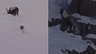 वो गले में दांत गड़ाए था, फिर भी आइबेक्स ने नहीं हारी हिम्मत, मौत के जबड़े से छीन ली अपनी जिंदगी, देखें VIDEO