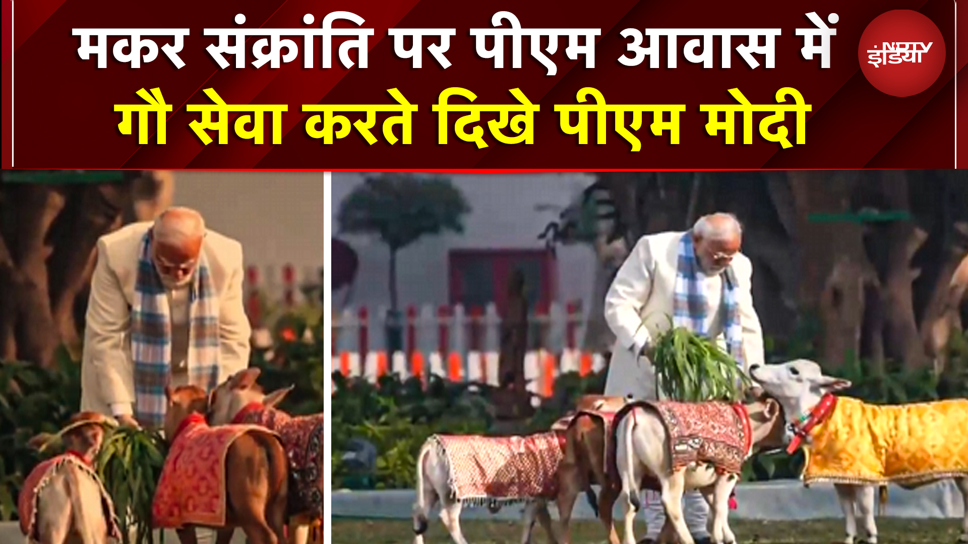 PM Modi Cow Feeding Video: Pongal के बाद PM ने मकर संक्रांति पर भी की गौ सेवा | Viral Video | PMO