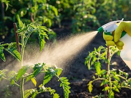 किचन गार्डनिंग से होगी बचत, पौधों में लगेंगी पत्तों से ज्यादा सब्जियां, बस अपनाना होगा ये घरेलू नुस्खा