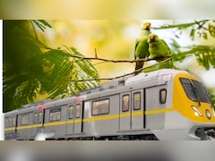 तोतों का आशियाना बचाने को MP हाईकोर्ट ने दिया दखल, इंदौर में मेट्रो के लिए अभी नहीं कटेंगे पेड़
