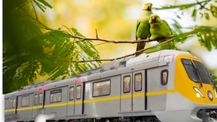 तोतों का आशियाना बचाने को MP हाईकोर्ट ने दिया दखल, इंदौर में मेट्रो के लिए अभी नहीं कटेंगे पेड़