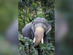 Man Trampled To Death By Elephant In Jharkhand's Bokaro