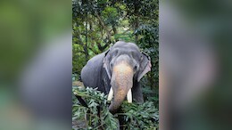 Man Trampled To Death By Elephant In Jharkhand's Bokaro