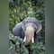 Man Trampled To Death By Elephant In Jharkhand's Bokaro