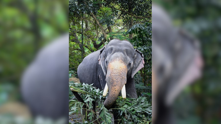 Man Trampled To Death By Elephant In Jharkhand's Bokaro