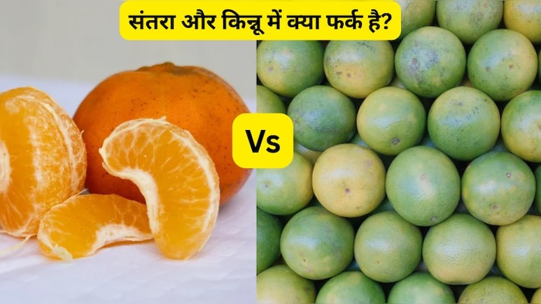 संतरा और किन्नू में क्या फर्क है, जानें किन्नू के फायदे, तासीर और कब खाना चाहिए?