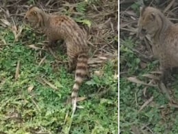 लंबी पूंछ और चेहरा बिलाव जैसा... बकरी के बच्चे को दबोचकर भागा, बिहार के जंगल में ये कैसा रहस्यमयी जानवर